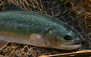 然別湖のオショロコマ生息地
