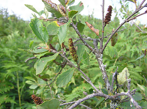 更別湿原のヤチカンバ