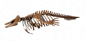 ヌマタネズミイルカ化石