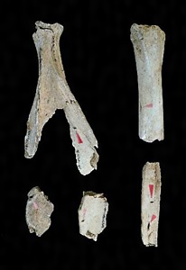 鏃が刺さった獣骨