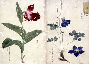 小林源之助著　蝦夷地草木写生図