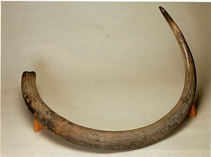 カムチャッカ出土　マンモス牙