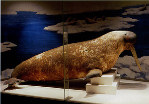 セイウチ（海象）剥製