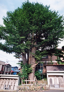 イチョウの大樹