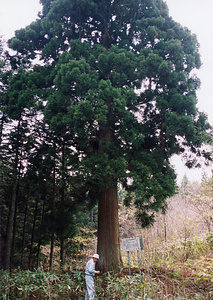 「大船の杉」大樹