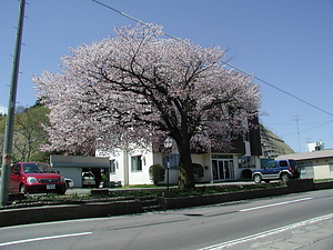 旧臼尻村役場のエゾヤマザクラ