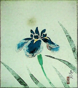 野芹一束（あやめ）