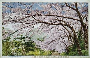 絵葉書「箱根小涌谷温泉三河屋旅館前の桜花」