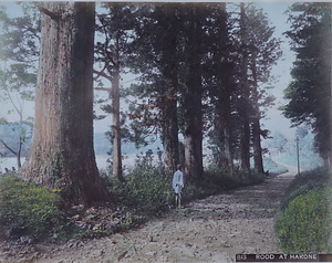 芦ノ湖畔の杉並木（813 ROOD AT HAKONE）