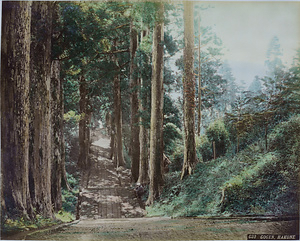 箱根神社境内の杉並木（G33 GONGEN, HAKONE）