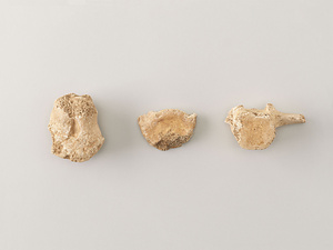 イルカ類　腰骨・頚椎または尾椎・左上腕骨