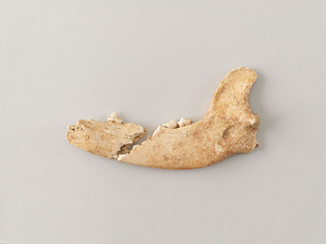 イヌ　右下顎骨