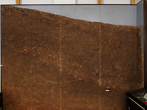 北側貝塚　剥ぎ取り標本