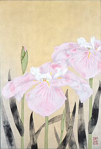 花菖蒲