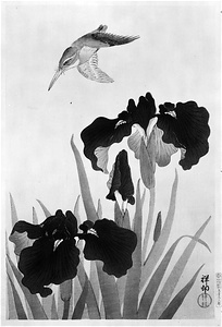 [川蝉とかきつばた]