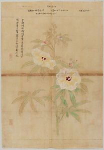 探幽／黄蜀葵図