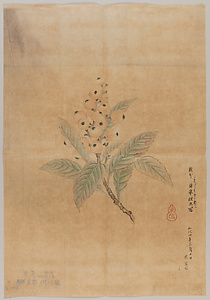 探幽／枇杷図
