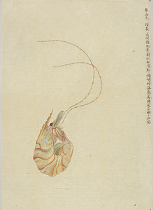 車海老