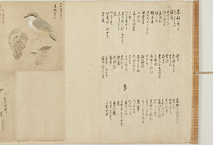 常信／鳥写生図巻