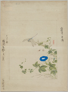 山狂／朝顔蜻蛉図