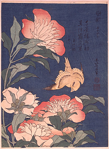 芍藥　カナアリ