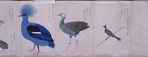 長崎渡来鳥獣図巻