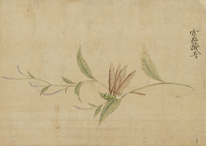雪舟／草花蜻蛉図