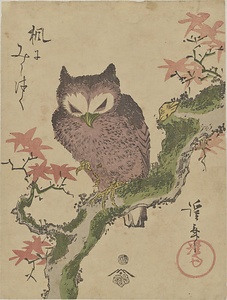 楓にみみづく