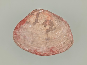 赤色顔料付着貝殻