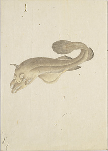 [四方谷五口魚]