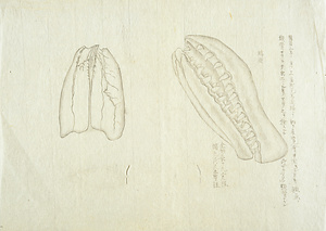 [サカマタの顎骨]