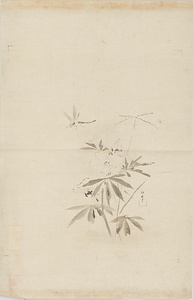 探幽／黄蜀葵 鉄線花 蓮葉ニ貝図