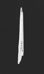 ニホンザル尺骨片