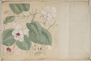 植物写生絵