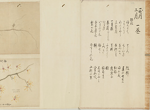 常信／草花魚貝虫類写生　自写本