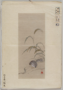 光起外／和画縮図