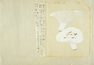 モミタケ白色ノモノ