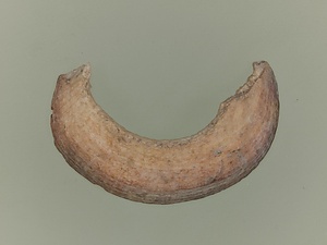 貝包丁・貝輪未完成品