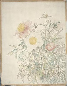芍薬