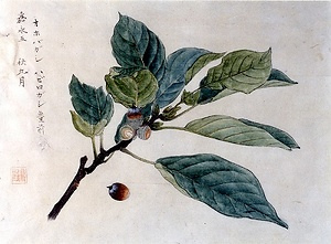 賀来飛霞植物写生図　オオバカシ図