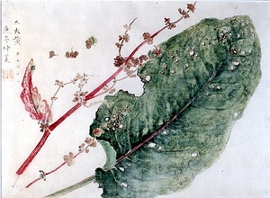 賀来飛霞植物写生図　タニワタシ図