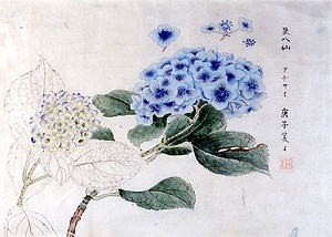 賀来飛霞植物写生図　アジサイ図