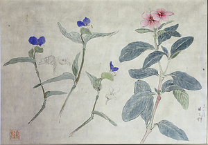賀来飛霞植物写生図　日々艸・ツユクサ図