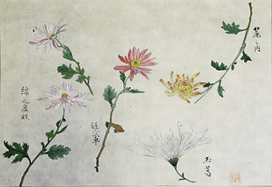 賀来飛霞植物写生図　源氏車図ほか