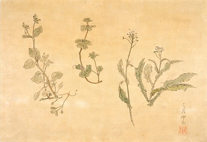 賀来飛霞植物写生図　ホトケノザ図ほか