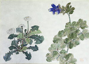 賀来飛霞植物写生図　タンポポ図ほか