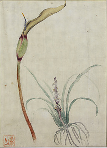 賀来飛霞植物写生図　植物図　　サトイモ図ほか