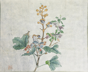 賀来飛霞植物写生図　植物・昆虫図　桐に蝸牛・蛙