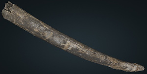 ナウマンゾウ　左切歯