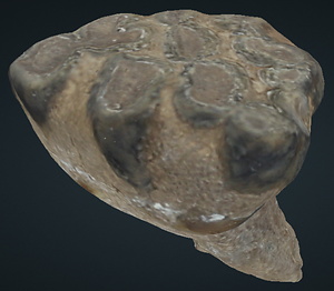 ナウマンゾウ　左下顎第2乳臼歯